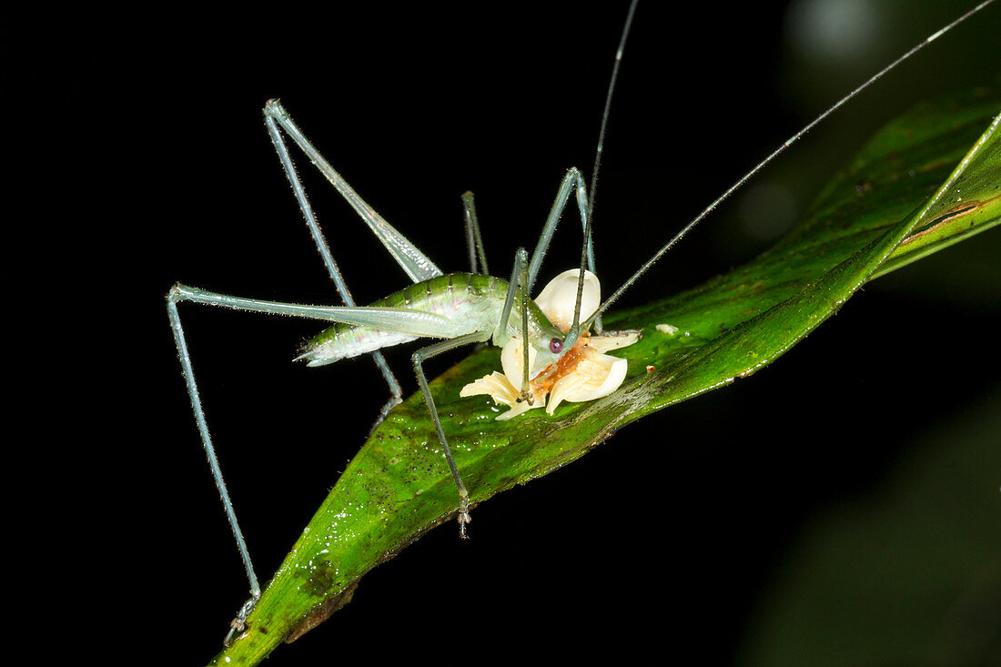 Bush cricket eating a fallen flower