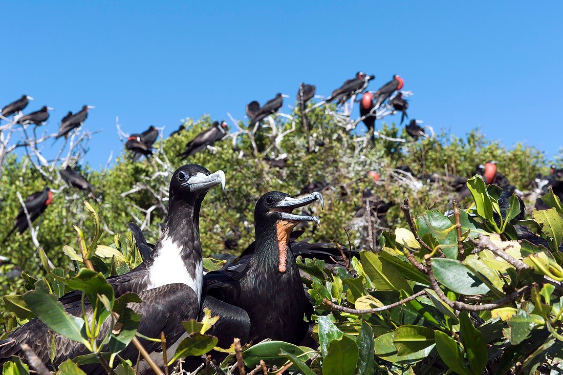 Magnificent frigatebirds