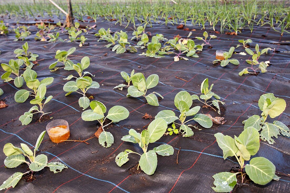 Organic cabbage crop