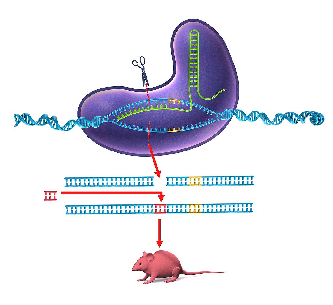 CRISPR-Cas9 gene editing,diagram