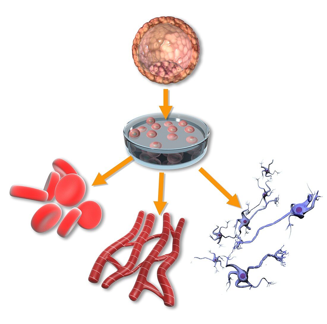 Pluripotent stem cells,illustration
