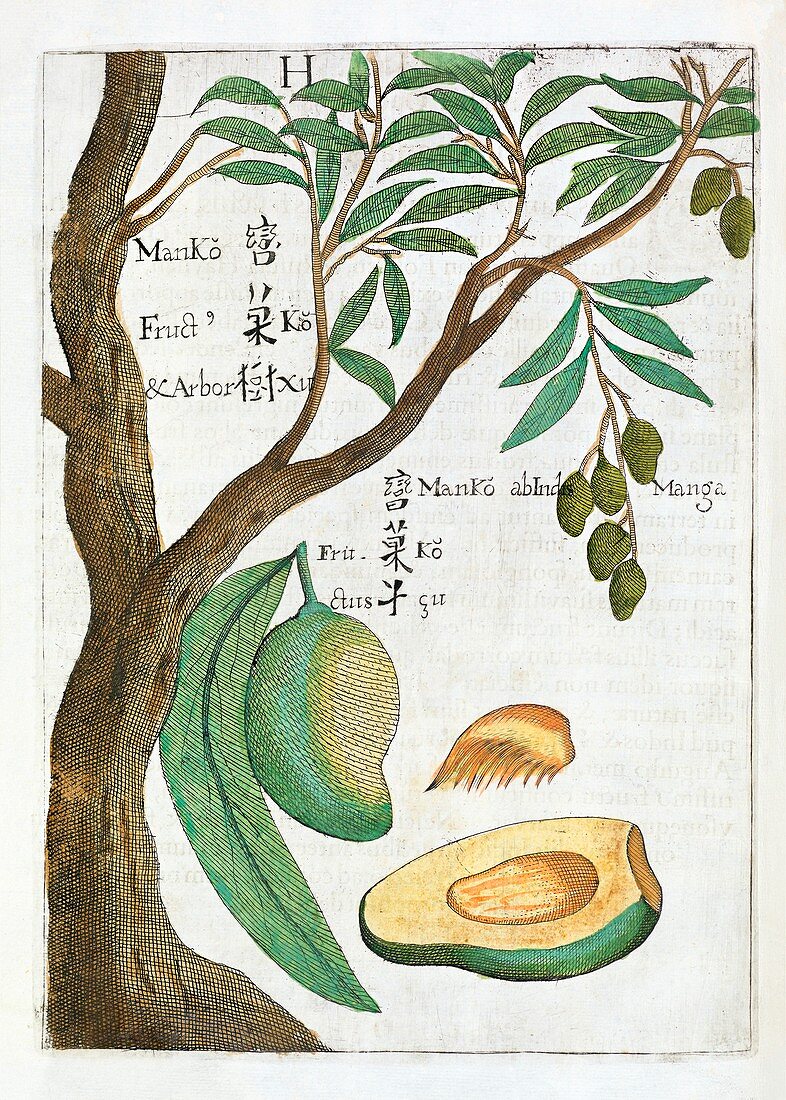 Mango tree and fruit,17th century