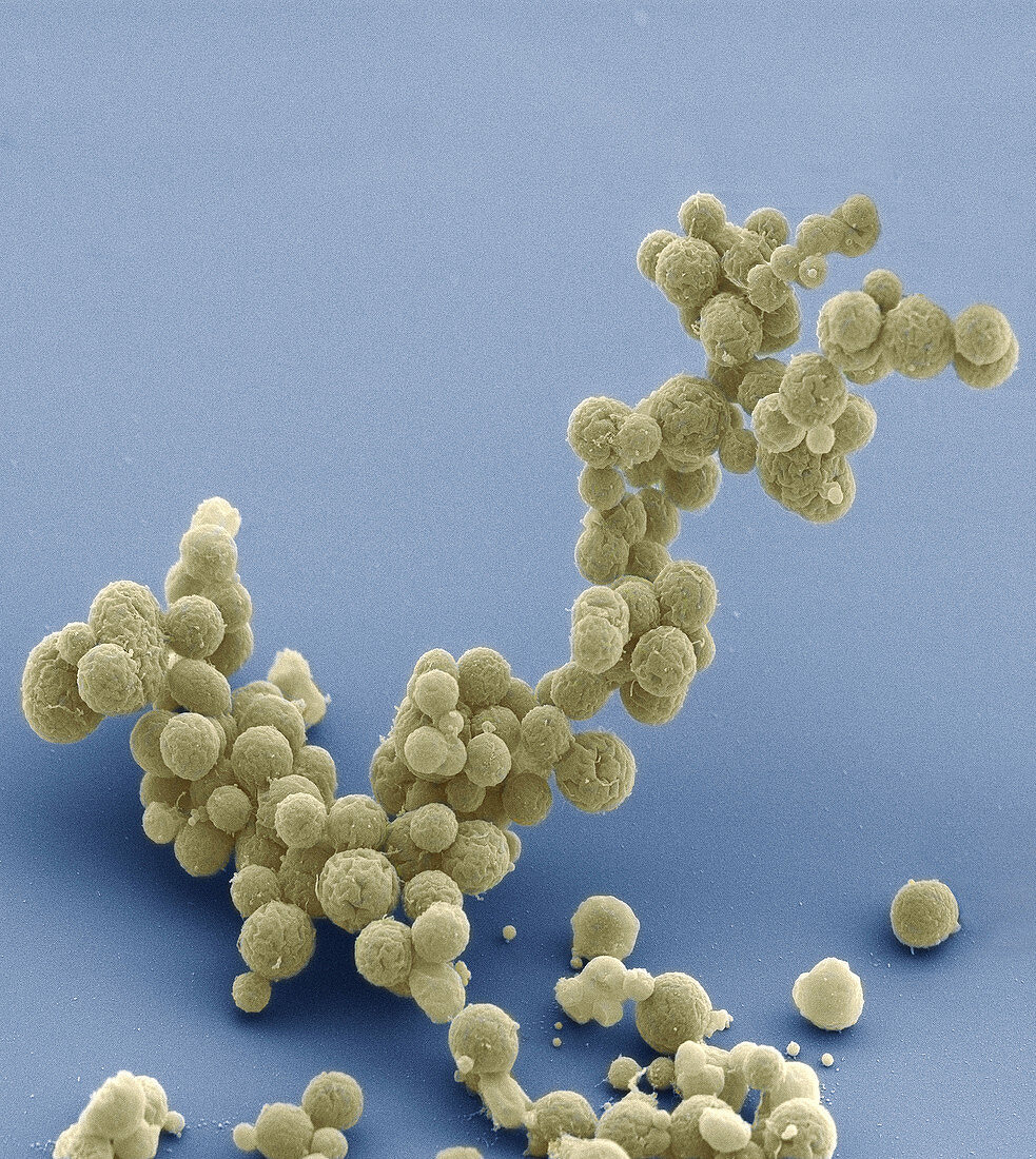 Mycoplasma mycoides JCVI Syn 3.0,SEM