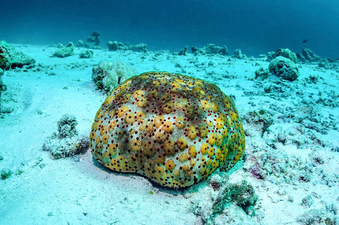 Cushion star