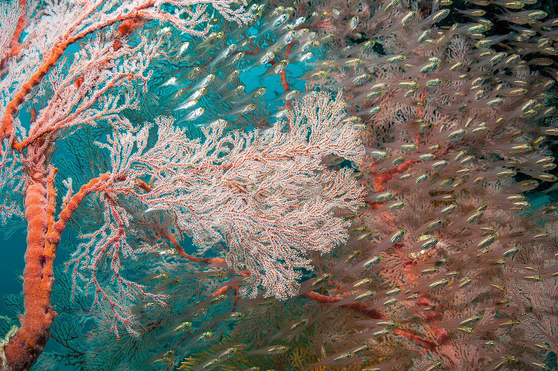 Pygmy sweepers and gorgonian sea fans