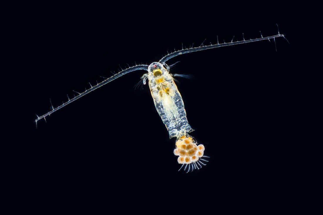 Eudiaptomus copepode,LM