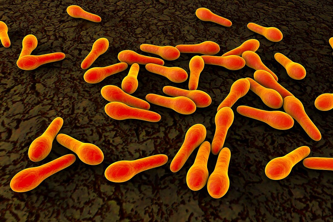 Clostridium tetani bacteria,illustration