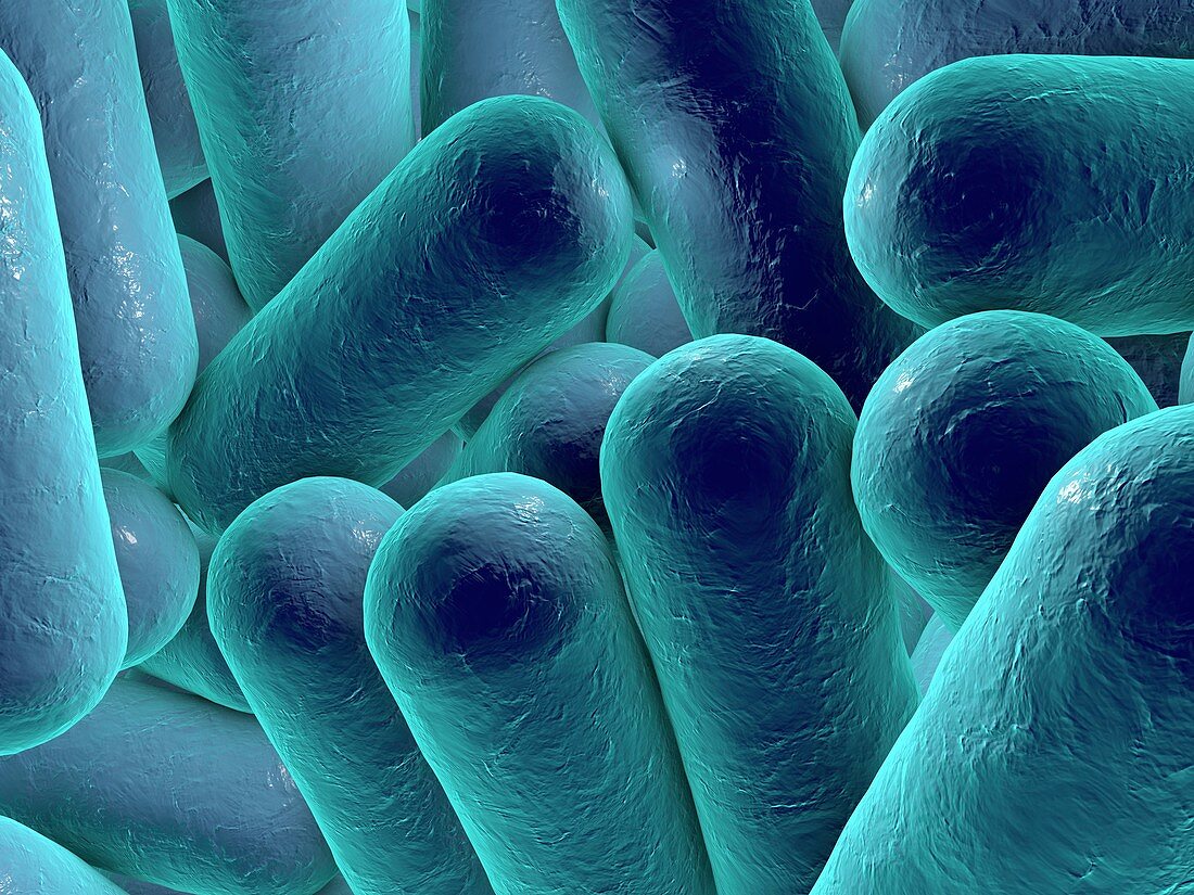 Rod-shaped bacteria,illustration