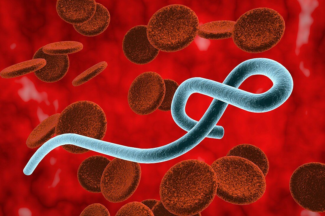Ebola virus,illustration