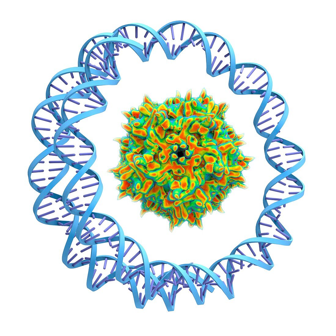 Adeno-associated virus,illustration