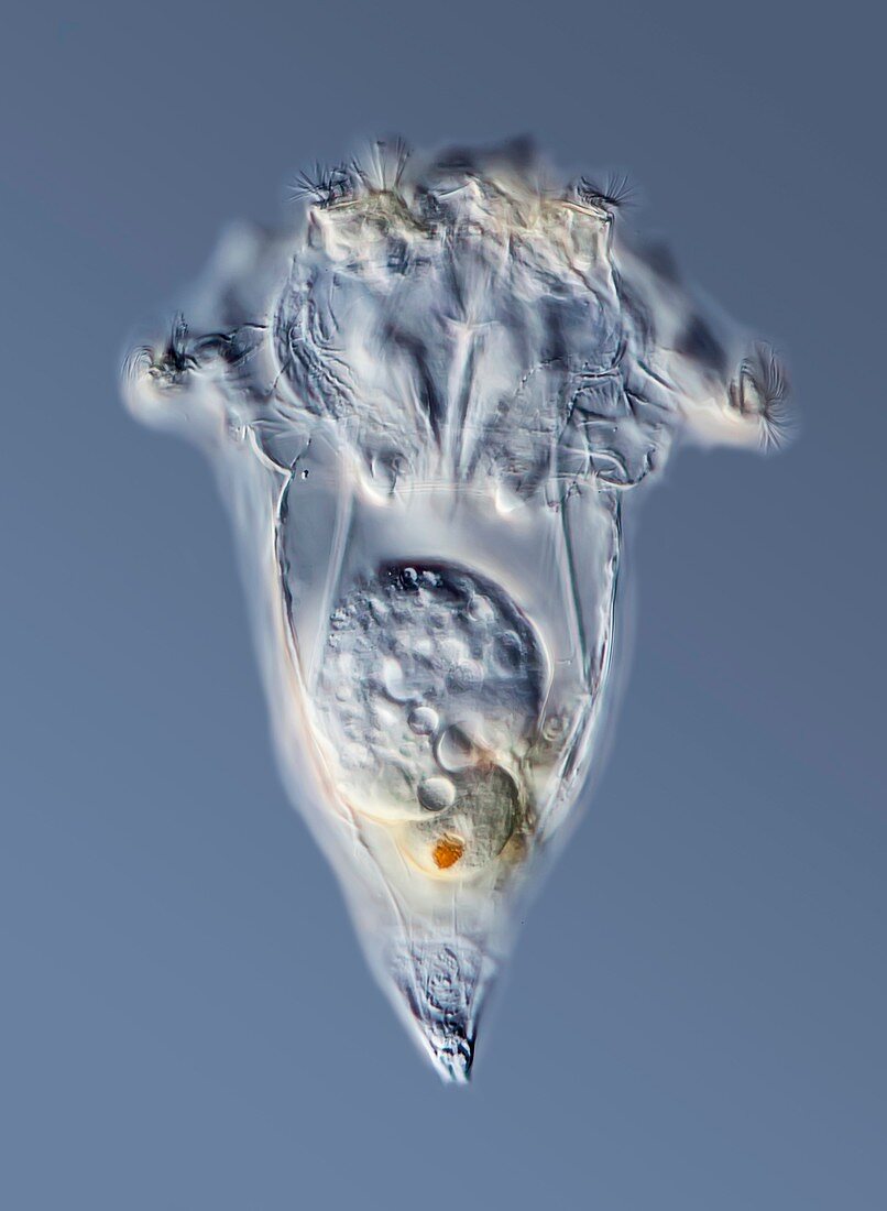Synchaeta rotifer,LM
