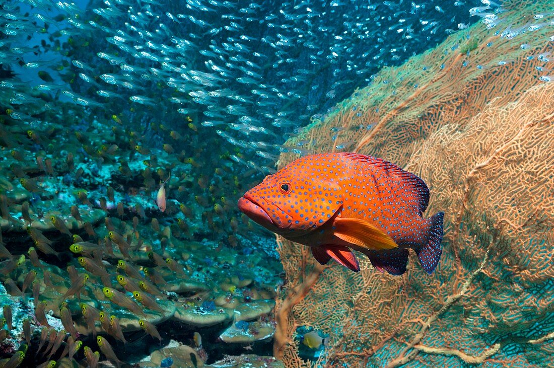 Coral hind over a coral reef