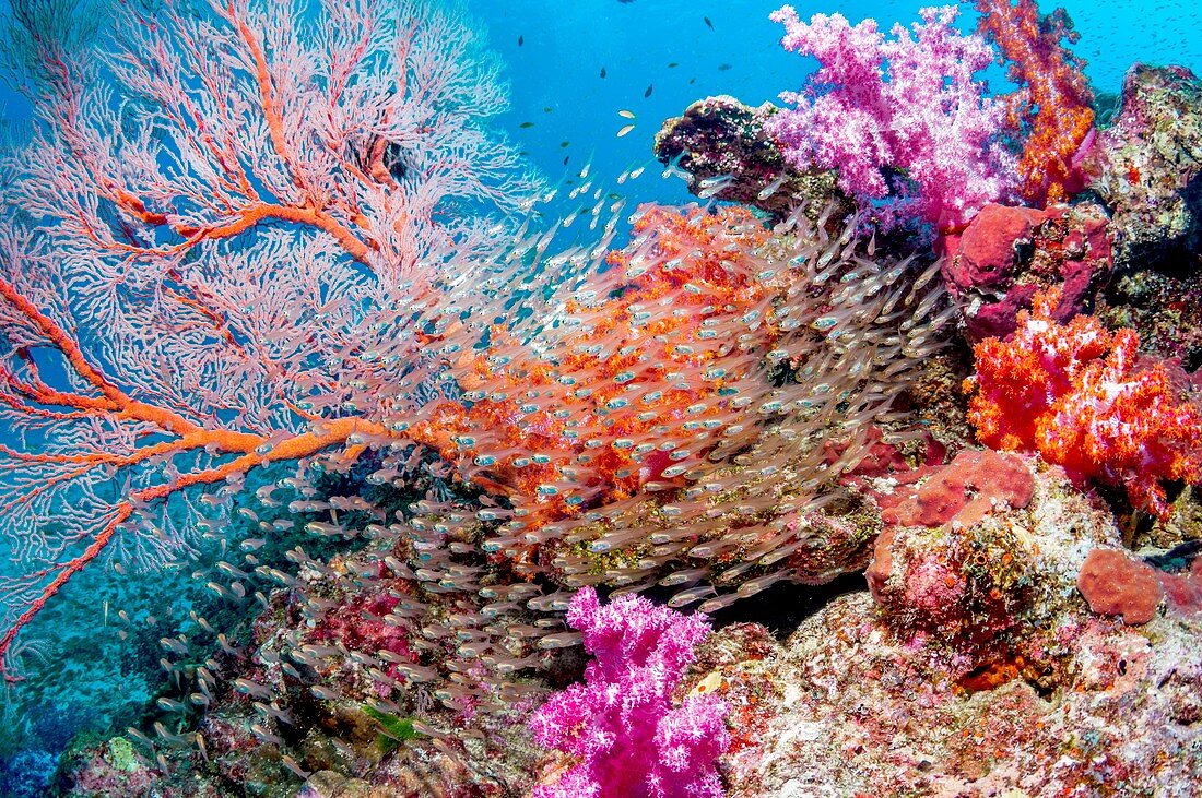 Sea fan,corals and reef fish