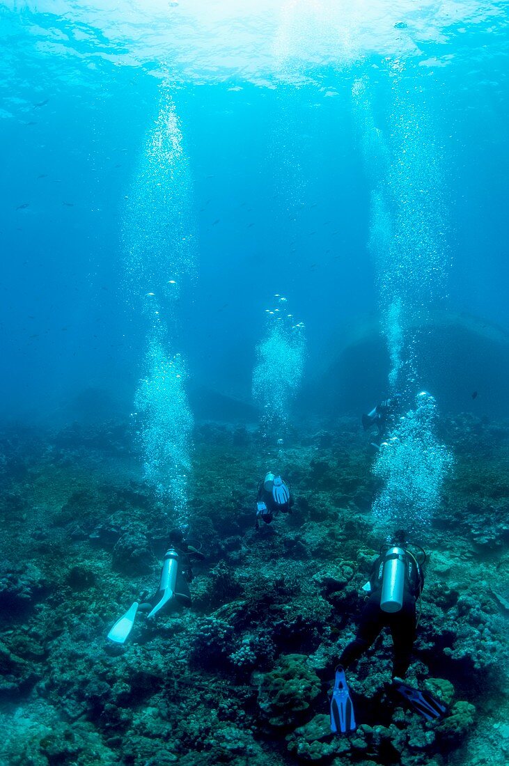 Divers over a coral reef