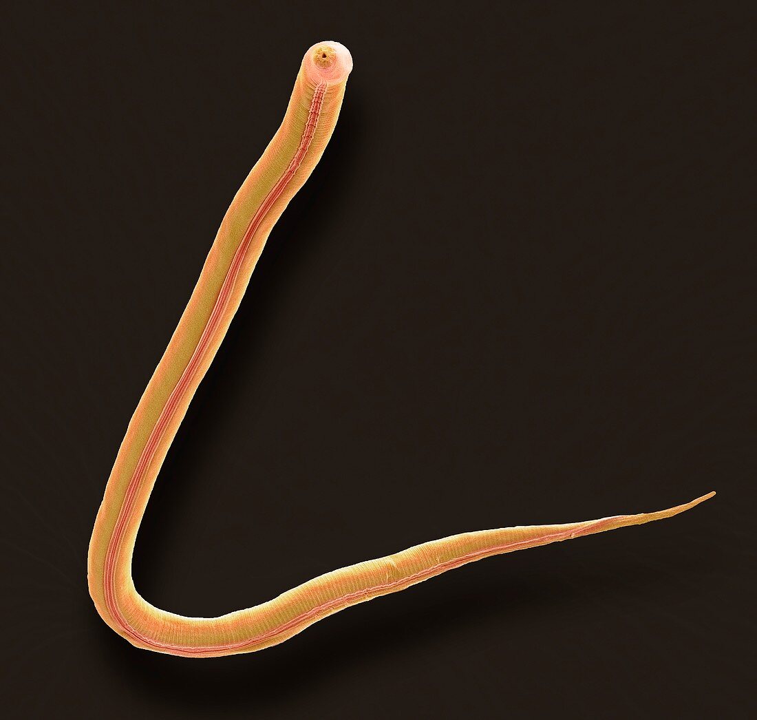 C. elegans worm,SEM