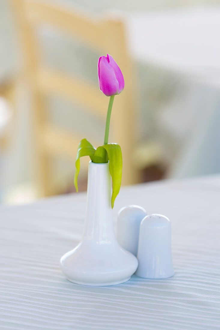 Pink tulip in white vase