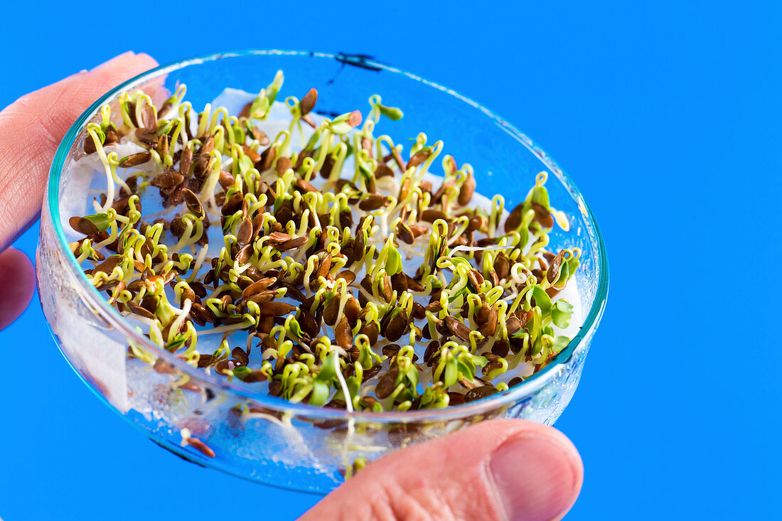 Seeds sprouting in petri dish