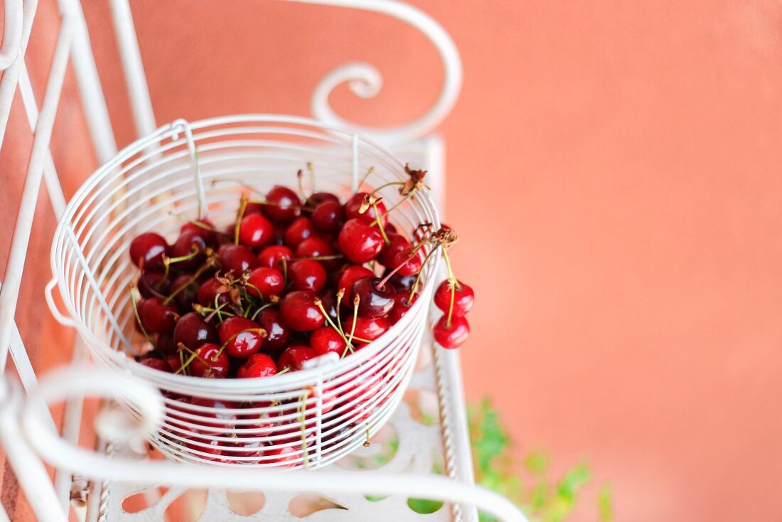 Freshly picked cherries in a white wire basket on a metal chair