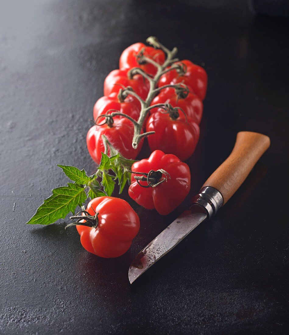 Kleine Paprikatomaten an der Rispe mit Tomatenblatt