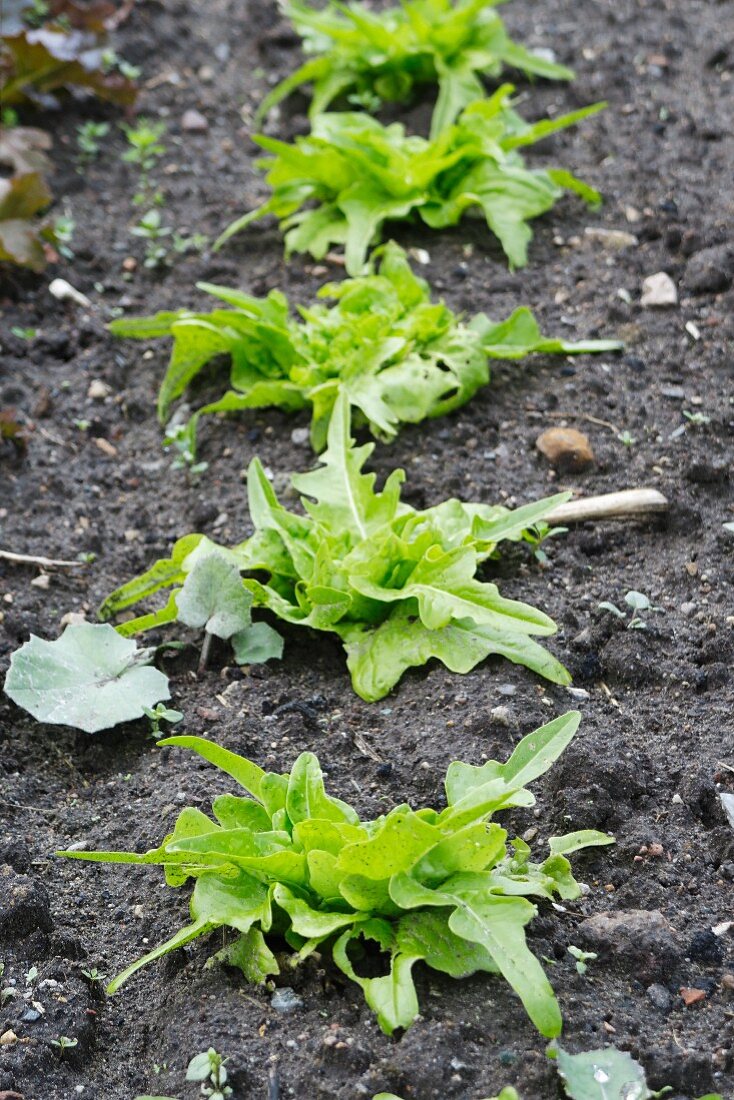 Lettuce plants in the field