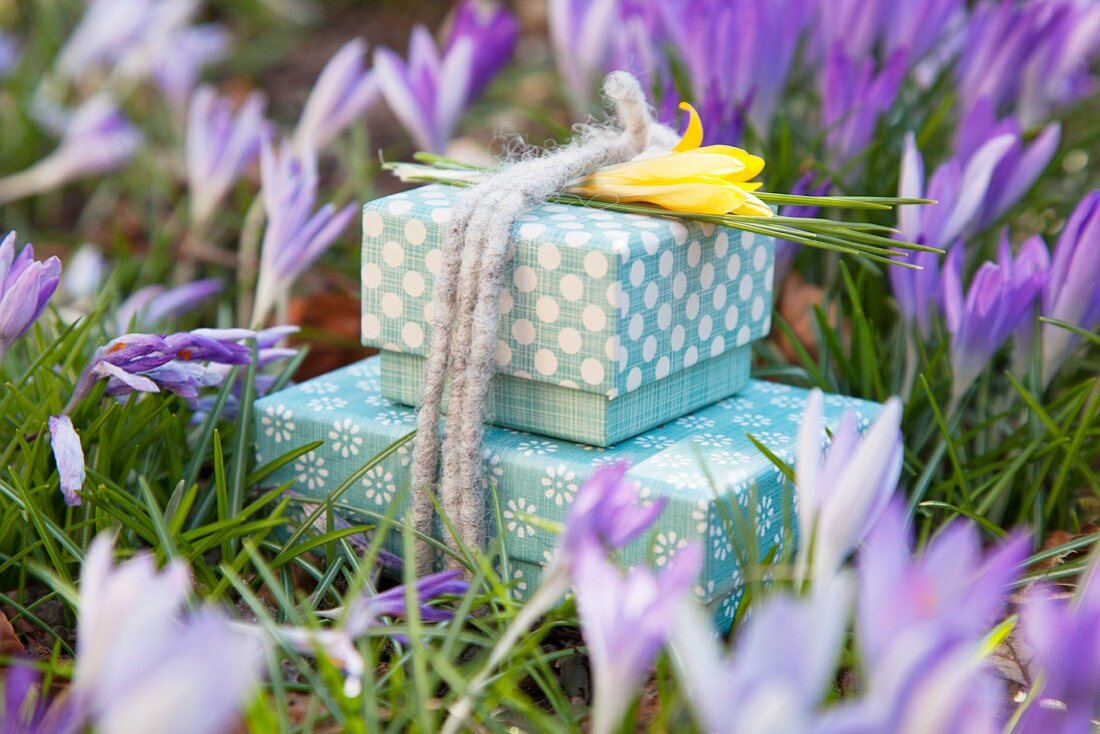 Geschenkschachteln mit Filzschnur und gelber Krokusblüte zwischen lila Krokussen