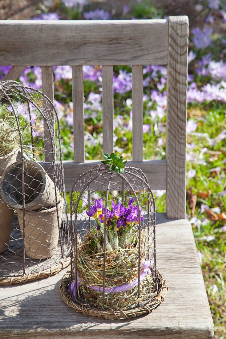 Crocuses under wire cage on rustic garden bench