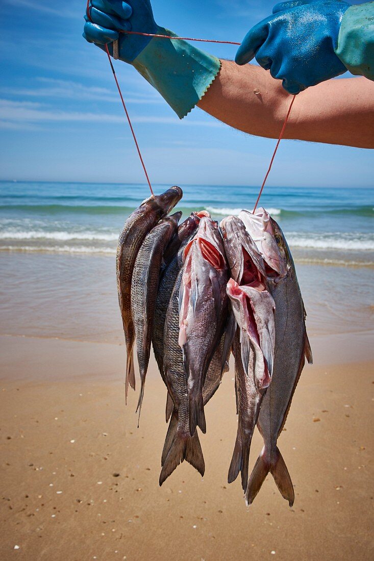 Fresh fish hanging on a line