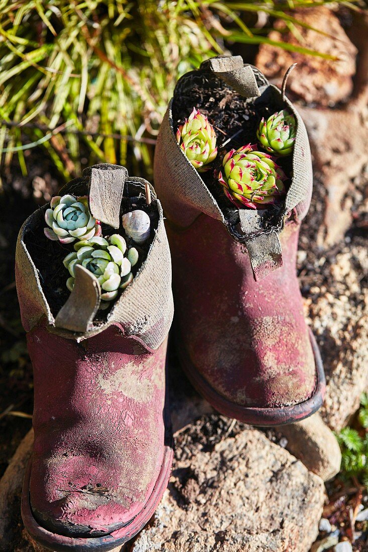 Mit Sukkulenten bepflanzte Schuhe