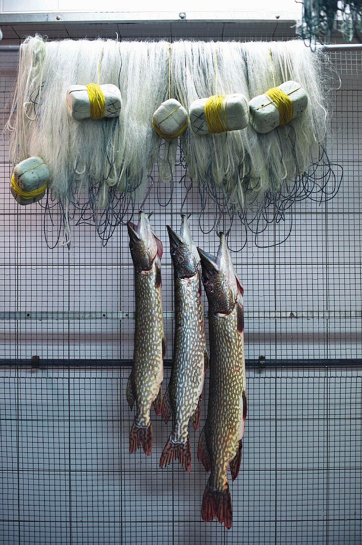 Frisch gefangene Hechte, Fischerei Christian Lochmeier, Genfer See, Schweiz
