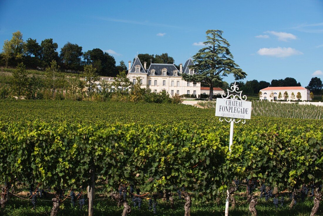 A vineyard with Château Fonplegade in the background, Bordeaux, France