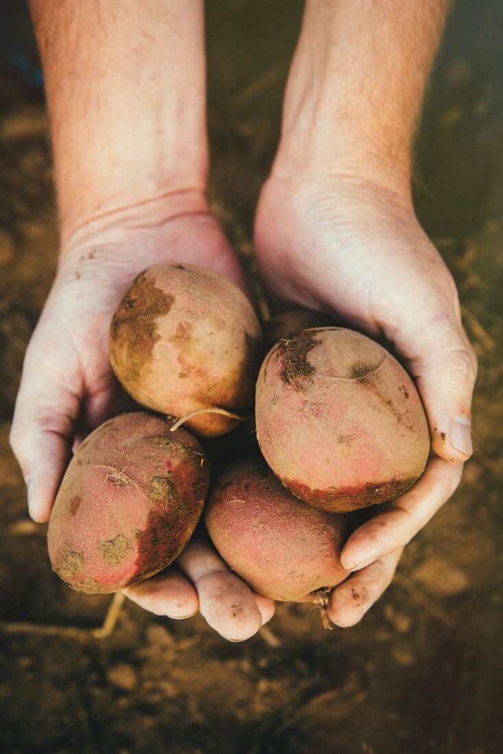 Hände halten frisch geerntete Kartoffeln