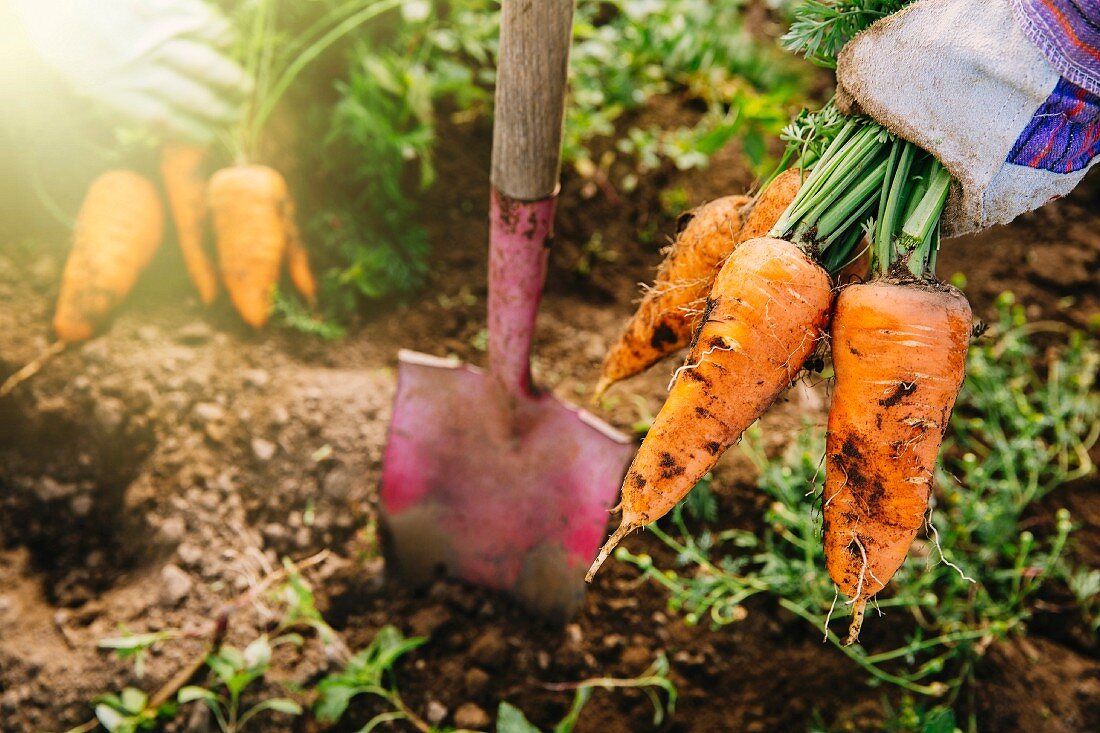 Karotten werden mit Spaten aus der Erde gegraben