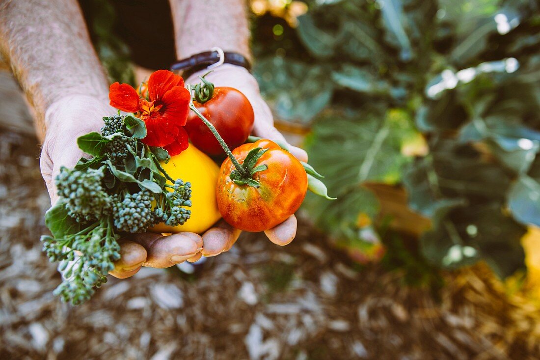 Hands holding freshly harvested vegetables