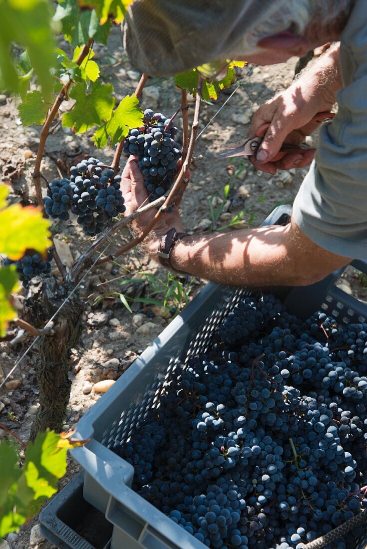 Grapes being harvested at the Beauregard vineyard in Pomerol, France