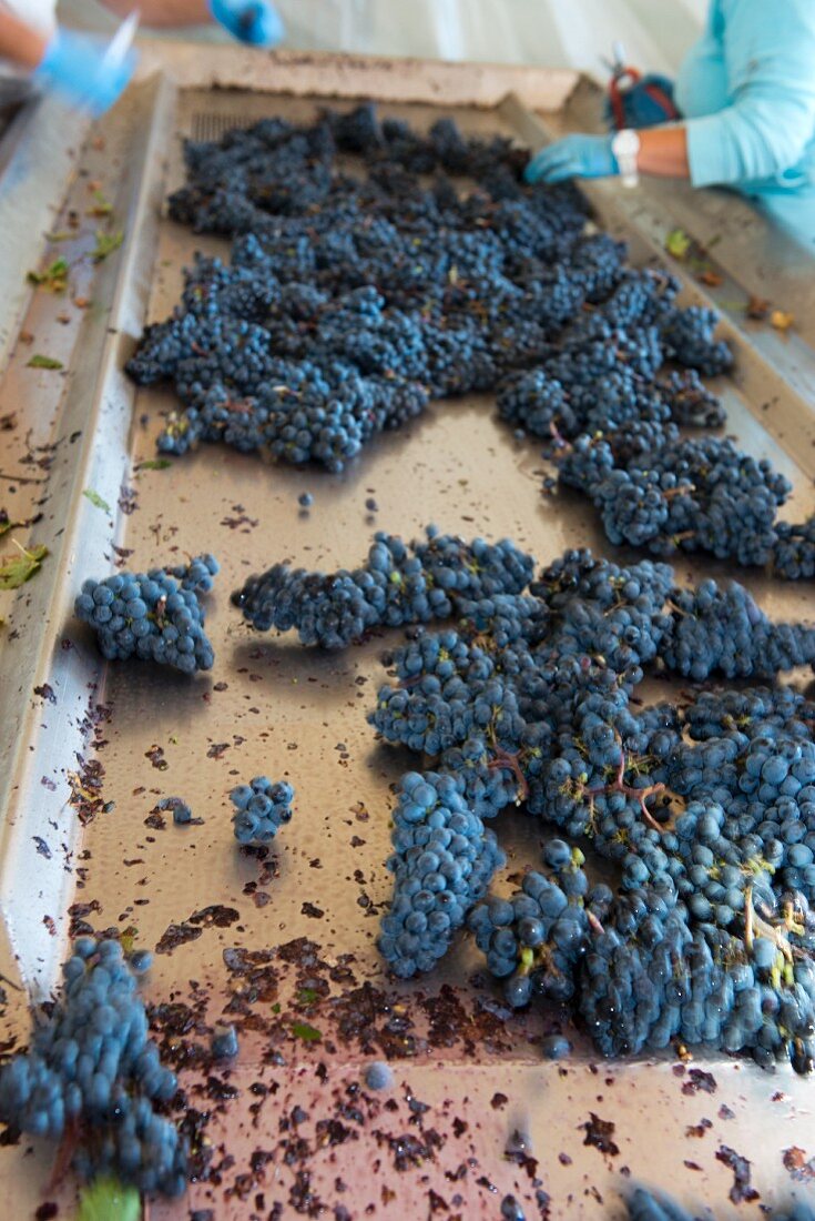 Ernteannahme: Manuelle Qualitätskontrolle der Trauben auf Sortiertisch (Pomerol, Bordeaux, Frankreich)