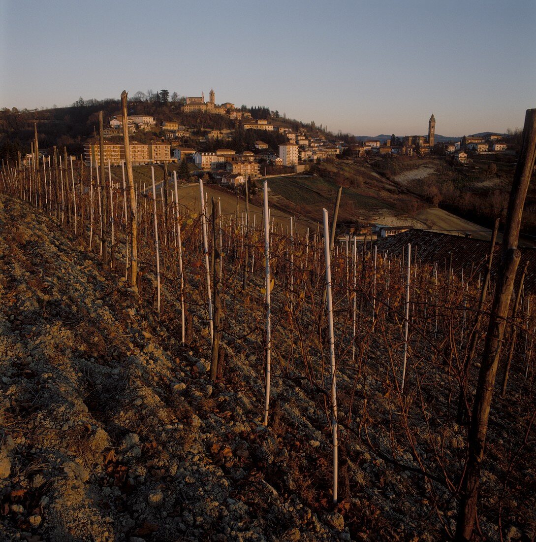 Herbstlicher Barolo-Weinberg im Piemont, Italien