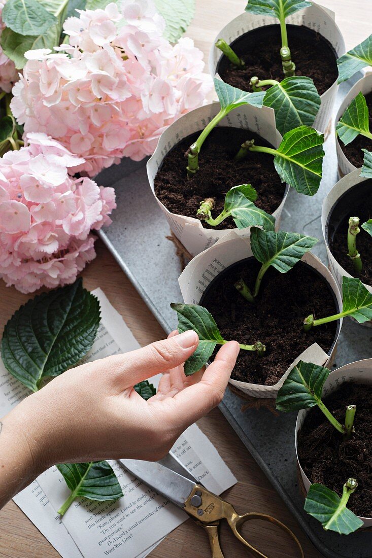 Propagating hydrangeas from cuttings in paper pots