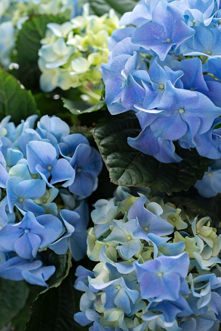 Blue hydrangea flowers