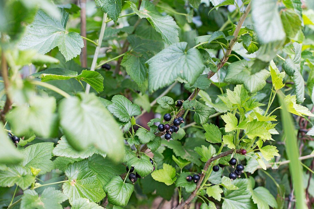 Schwarze Johannisbeeren am Strauch