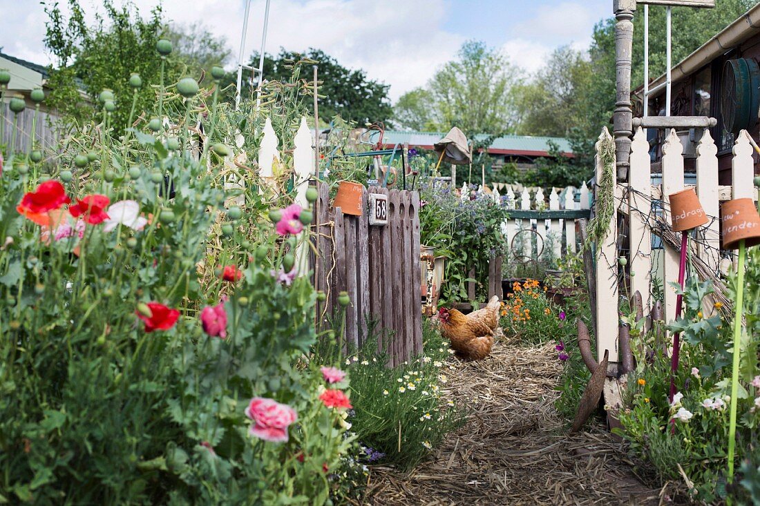 Idyllischer Bauerngarten mit Lattenzaun, offenem Gartentor Mohnblüten und Huhn