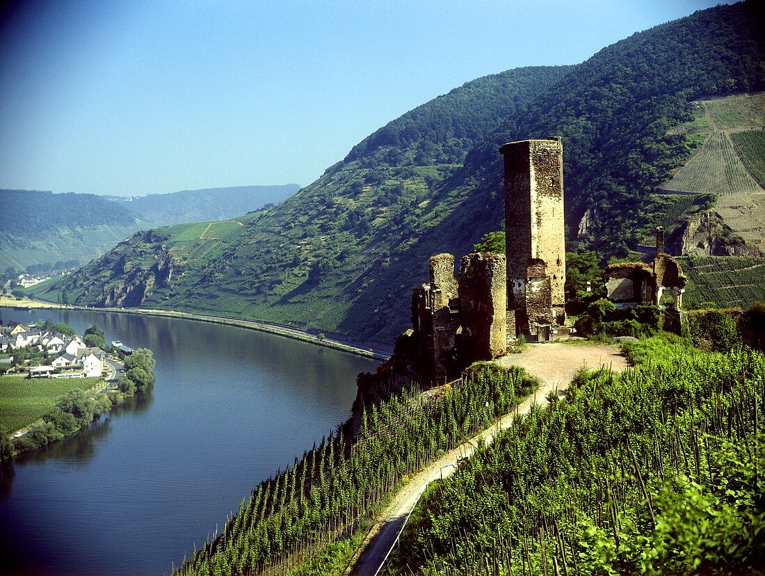 Die Ruine Metternich zwischen Weinbergen der Mosel, Pfalz