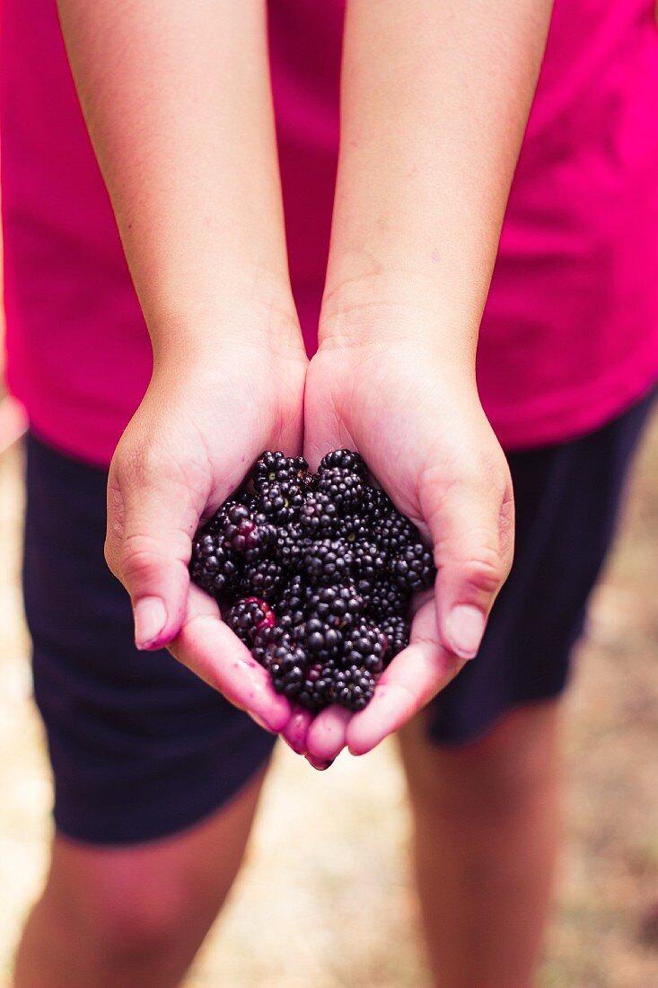 A lttle girl holding blackberries