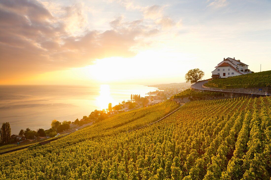 Blick über die Weinberge des Lavaux am Genfer See, Schweiz