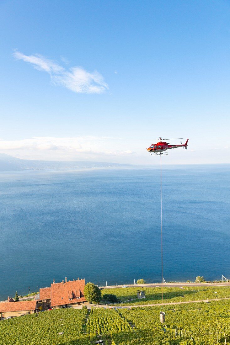 Grape containers being delivered by helicopter to the steep slopes of Dezaley, Lavaux, Route de la Corniche, Chexbres, Lake Geneva, Switzerland