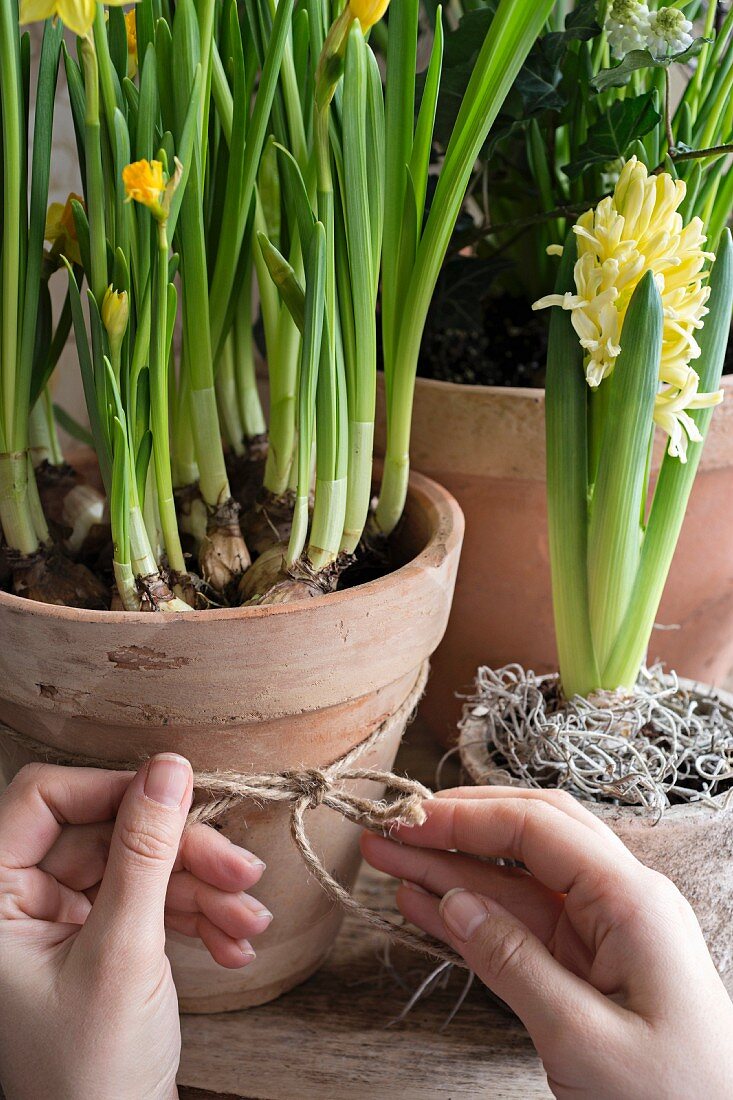 Narcissus and yellow hyacinth in terracotta pots: hands tying cord bow around pot
