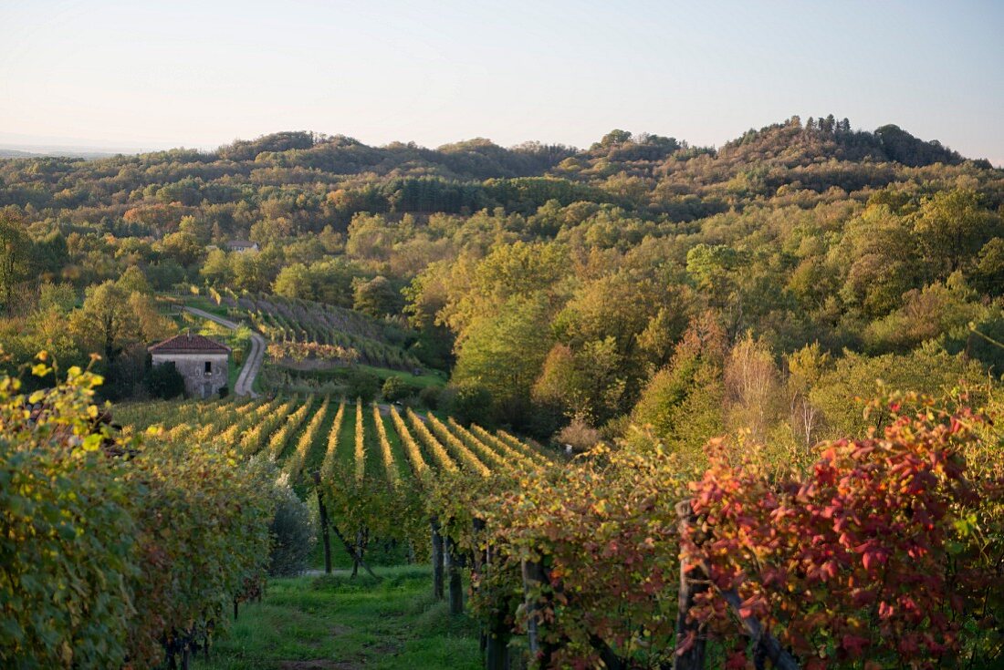 A vineyard in the early morning light