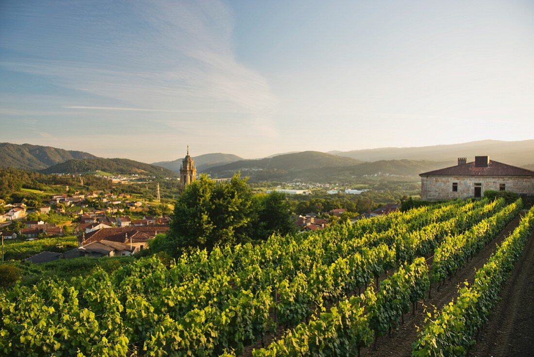 A view from the Casal de Arman winery over the vineyards to San Andrés de Camporredondo, Ribadavia