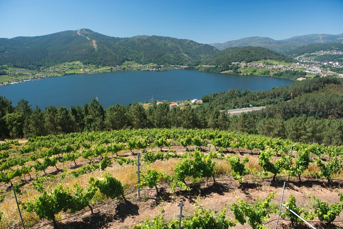 Vines at the Vina Costeiras vineyard high above the Minõ basin