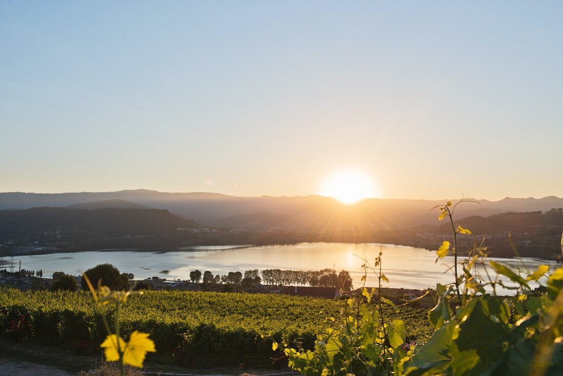 Sonnenuntergang im Tal des Minõ, Weinberge des Weingutes von Eduardo Peña