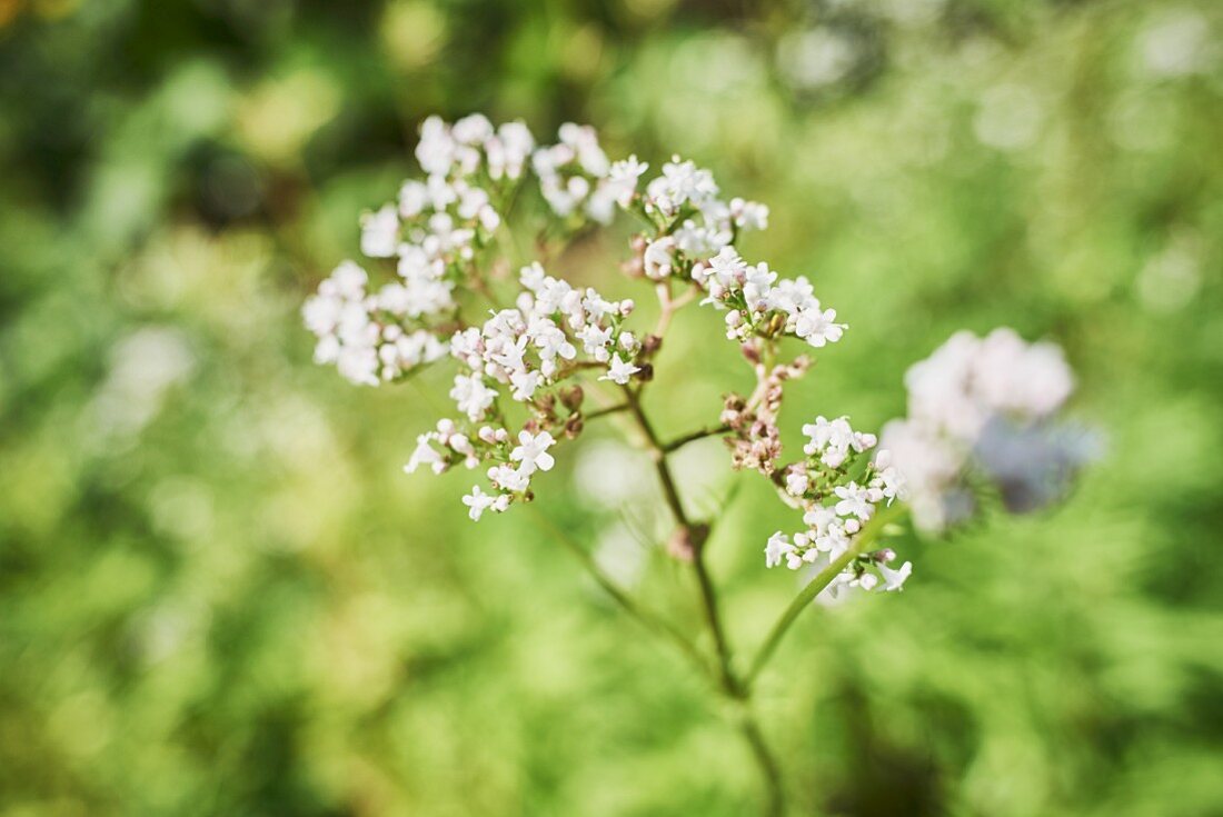 Flowering baldrian in a garden (close-up)